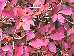 どうだんつつじ紅葉