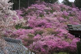 蓮華寺