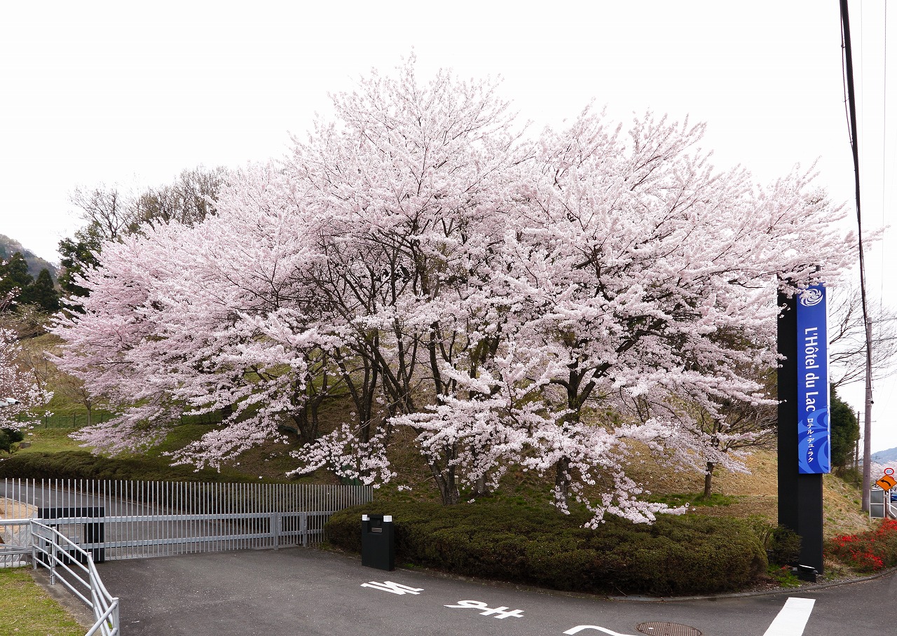 海津大崎の桜 奥琵琶湖パークウェイ 情報 ３月３０日現在 公式 ロテル デュ ラク 湖北地方の小さなオーベルジュ