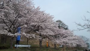 海津大崎の桜 奥琵琶湖パークウェイ 情報 ３月３０日現在 公式 ロテル デュ ラク 湖北地方の小さなオーベルジュ